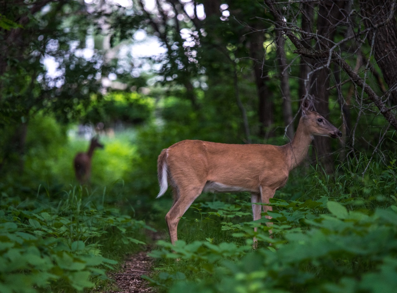 If gallery images do not show and you have accessed this link via social media, please use your device's web browser and visit eBrandon direct to access this gallery!