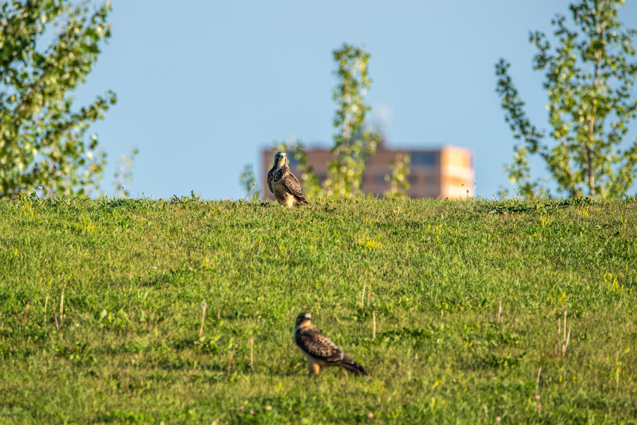 If gallery images do not show and you have accessed this link via social media, please use your device's web browser and visit eBrandon direct to access this gallery!