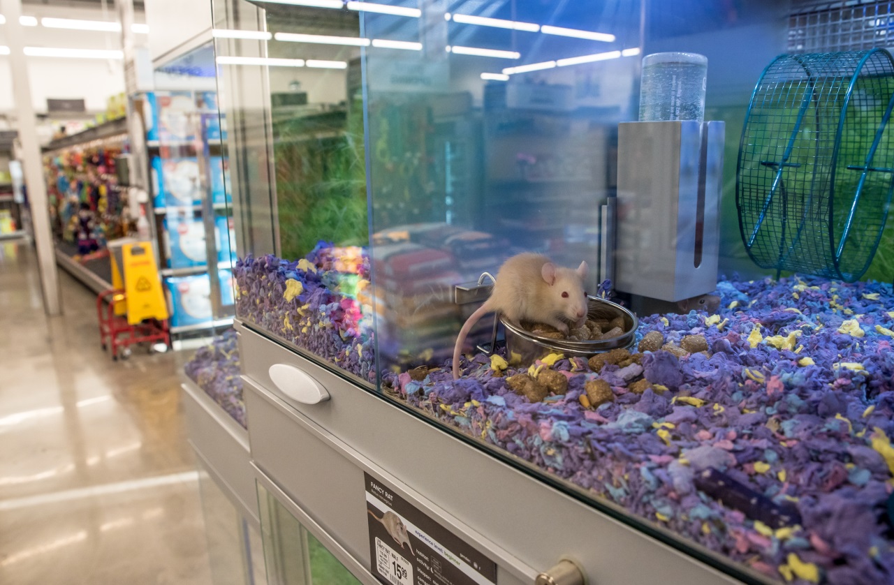 Brandon PetSmart location opens doors Buzz eBrandon Brandon