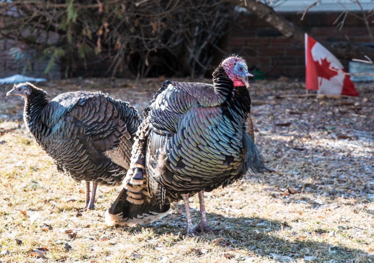 If gallery images do not show and you have accessed this link via social media, please use your device's web browser and visit eBrandon direct to access this gallery!