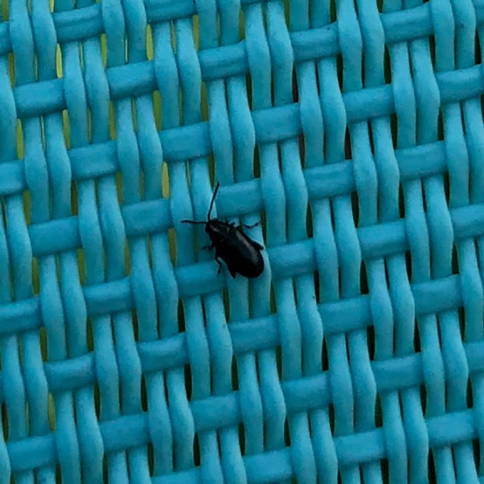 little black bugs | Discussions | eBrandon - Brandon, Manitoba's Online