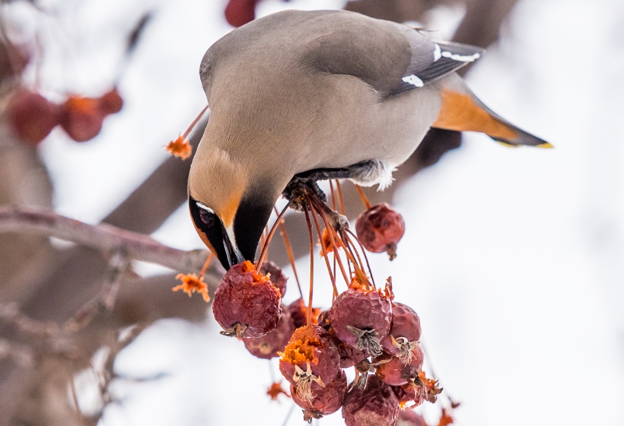 If gallery images do not show and you have accessed this link via social media, please use your device's web browser and visit eBrandon direct to access this gallery!